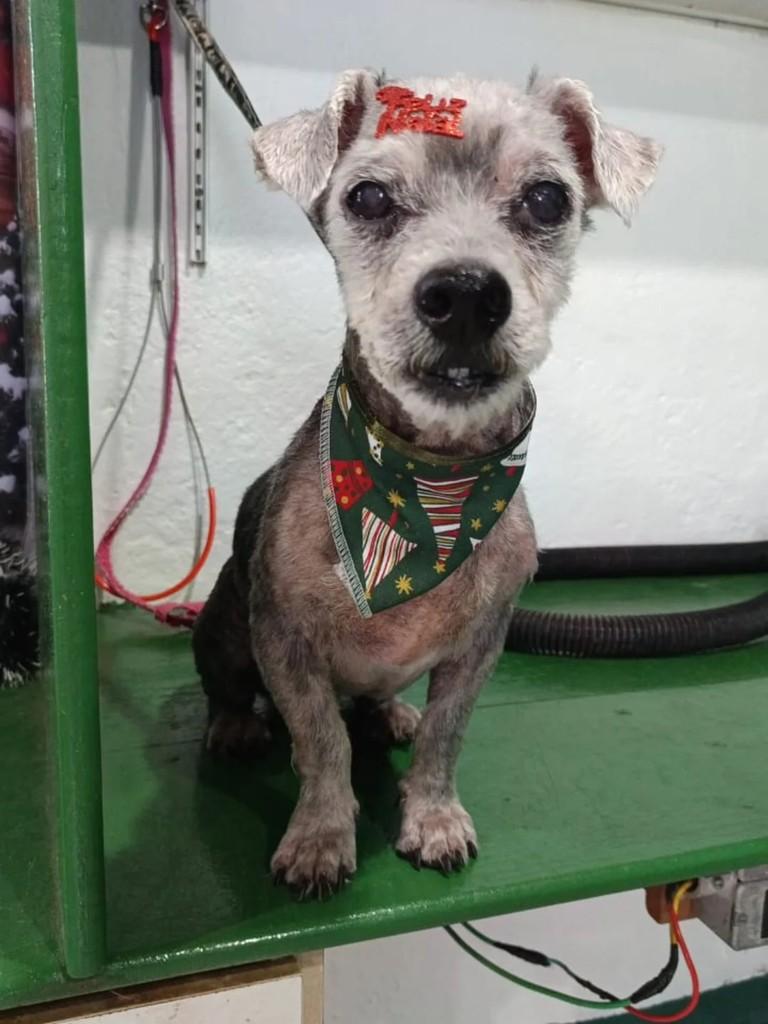 Lyon, cachorro de porte pequeno para adoção em Guarujá - SP