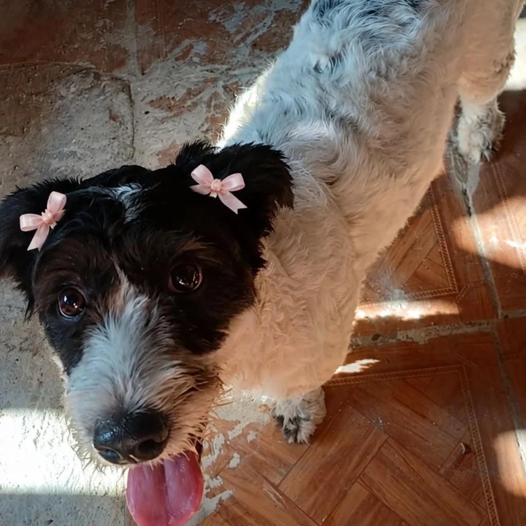 Princesa, cadela de porte pequeno para adoção em Guarujá - SP
