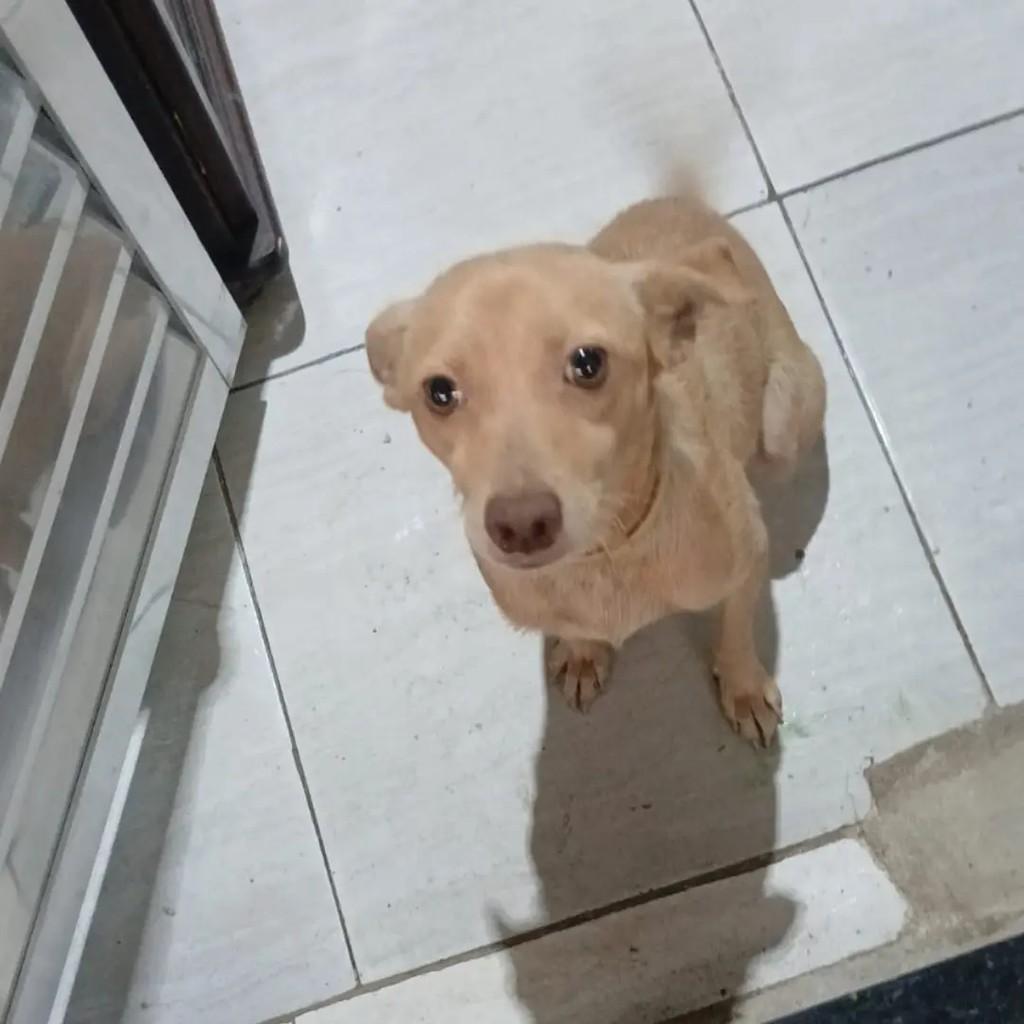 Luna, cachorro de porte pequeno para adoção em Guarujá - SP