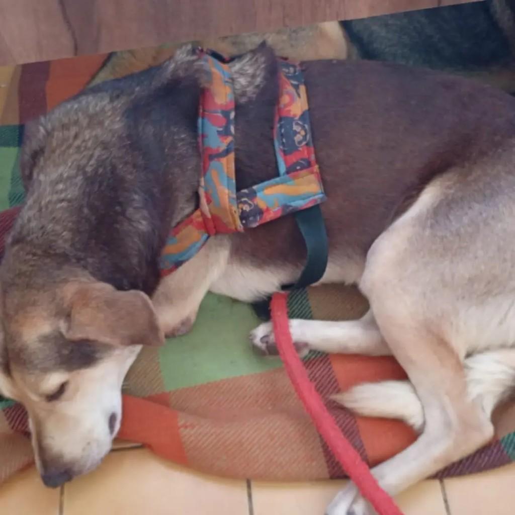 Miguel, cachorro de porte médio para adoção em Guarujá - SP