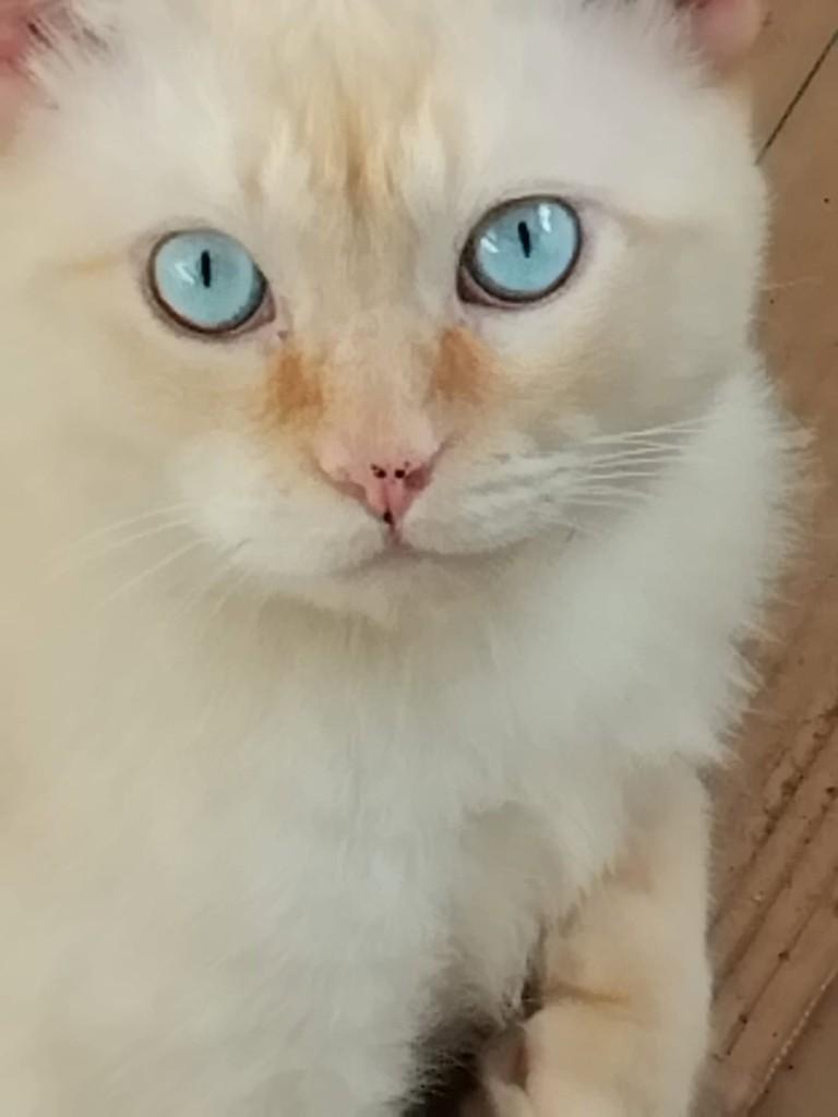 Guarujá, gato de porte médio para adoção em Guarujá - SP