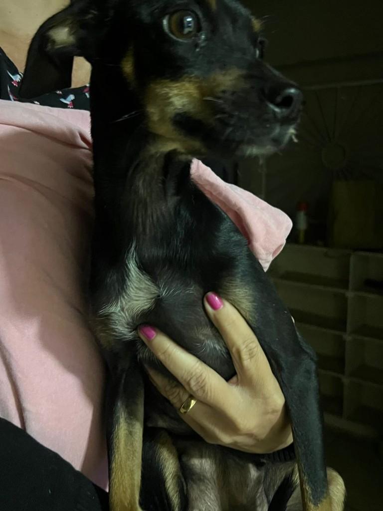 Ela, cadela de porte pequeno para adoção em Iporá - GO