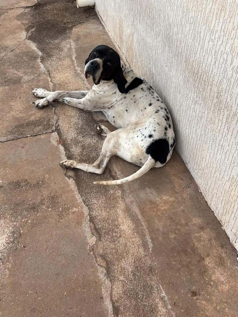 Ele, cachorro de porte médio para adoção em Iporá - GO