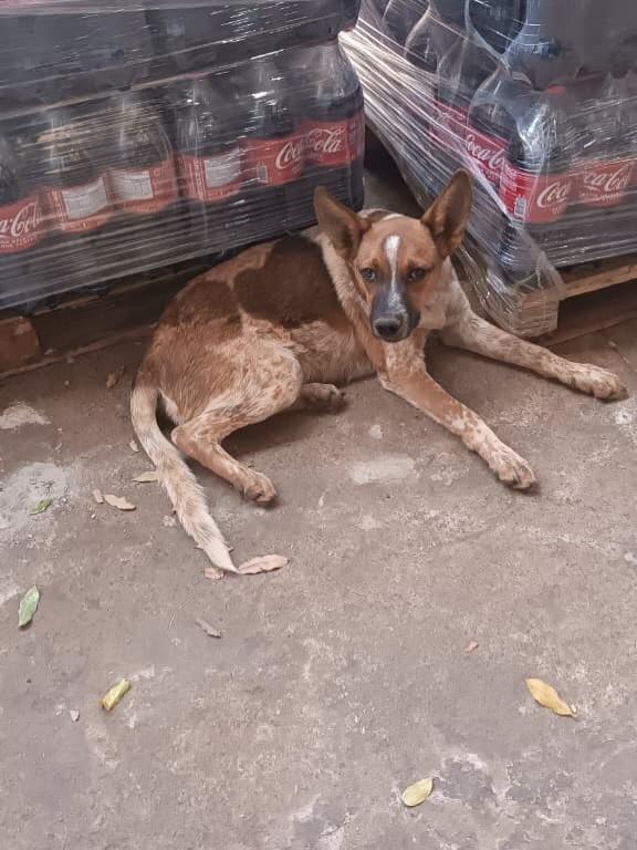Bebezão, cachorro de porte médio para adoção em Iporá - GO