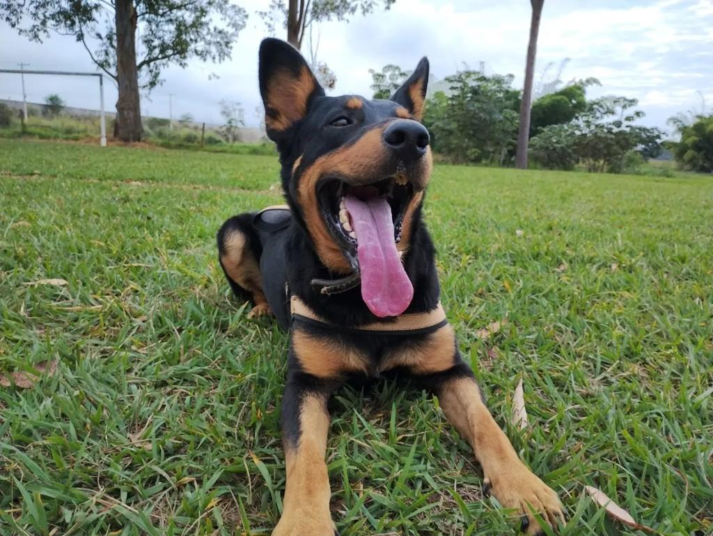 Balrog, cachorro de porte grande para adoção em Taubaté - SP