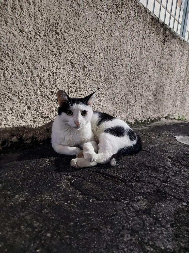 Dentinho, gato de porte pequeno para adoção em Taubaté - SP