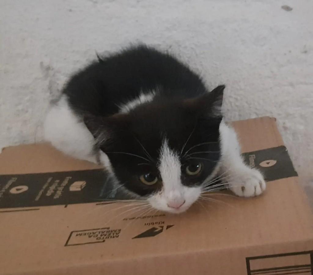 Fióte, gato para adoção em Taubaté - SP