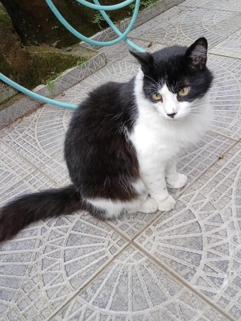 Frajola, gato de porte grande para adoção em Taubaté - SP