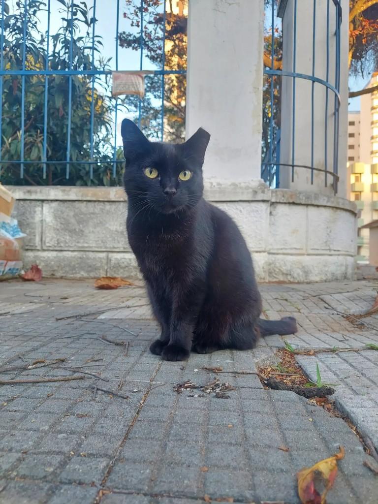 Síndica, gata de porte pequeno para adoção em Taubaté - SP