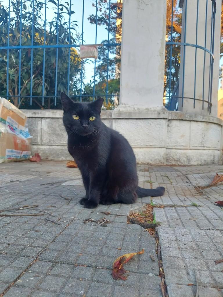 Síndica, gata de porte pequeno para adoção em Taubaté - SP — foto 2 de 7