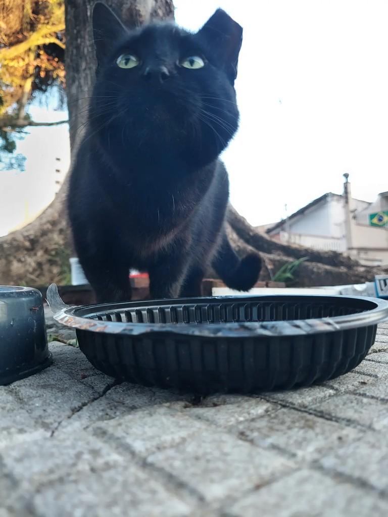 Síndica, gata de porte pequeno para adoção em Taubaté - SP — foto 3 de 7