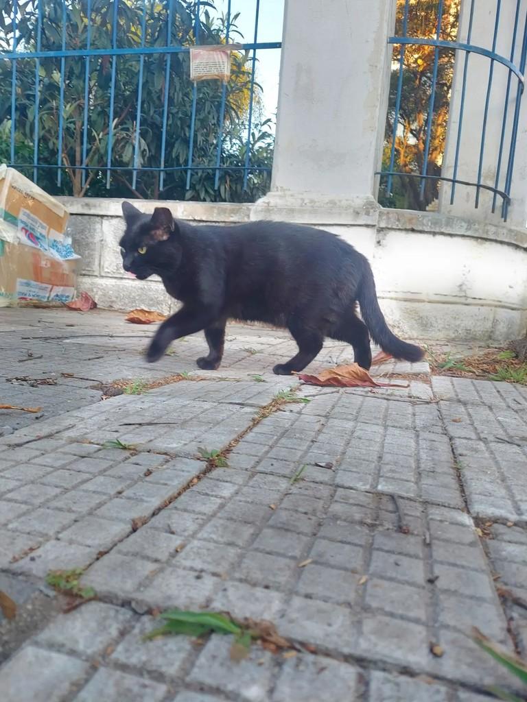 Síndica, gata de porte pequeno para adoção em Taubaté - SP — foto 4 de 7
