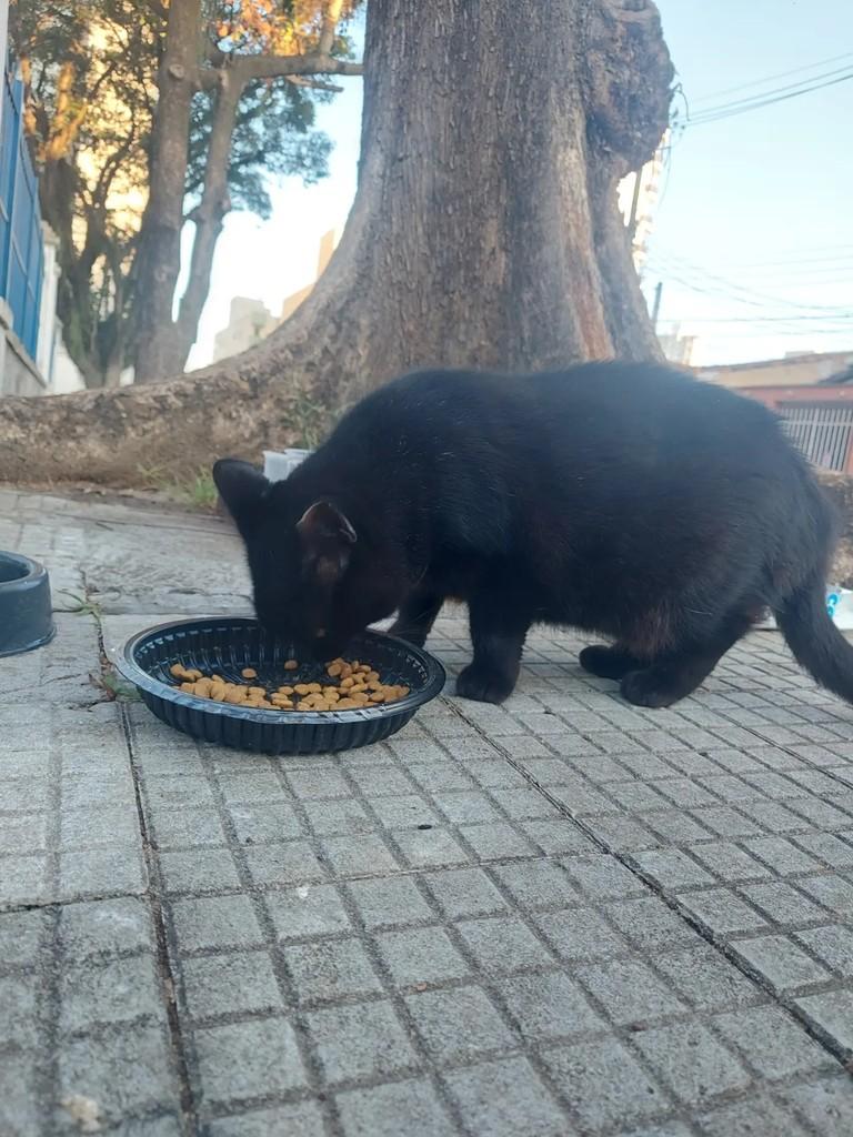 Síndica, gata de porte pequeno para adoção em Taubaté - SP — foto 5 de 7