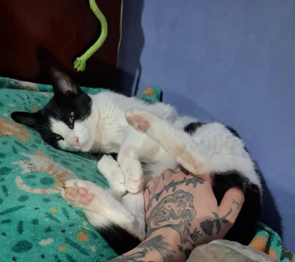 Princesa Frajolinha, gata de porte médio para adoção em Taubaté - SP