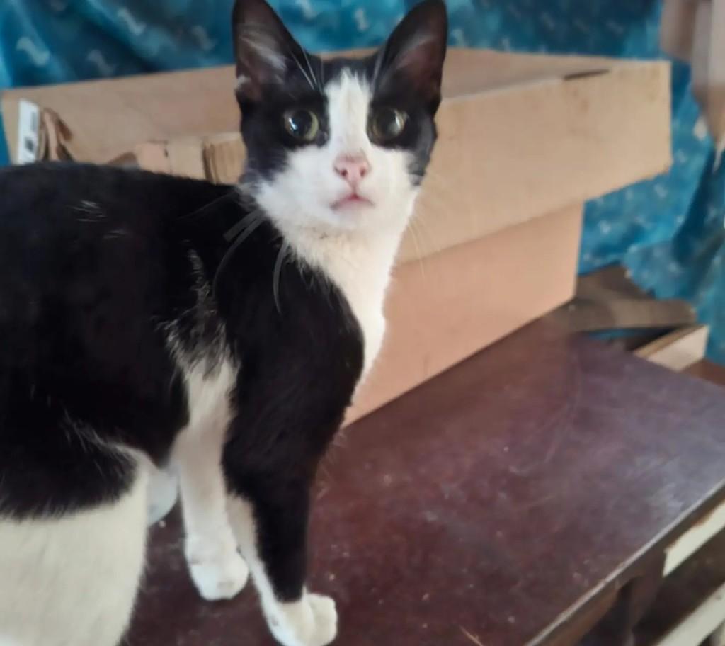 Princesa Frajolinha, gata de porte médio para adoção em Taubaté - SP — foto 2 de 6