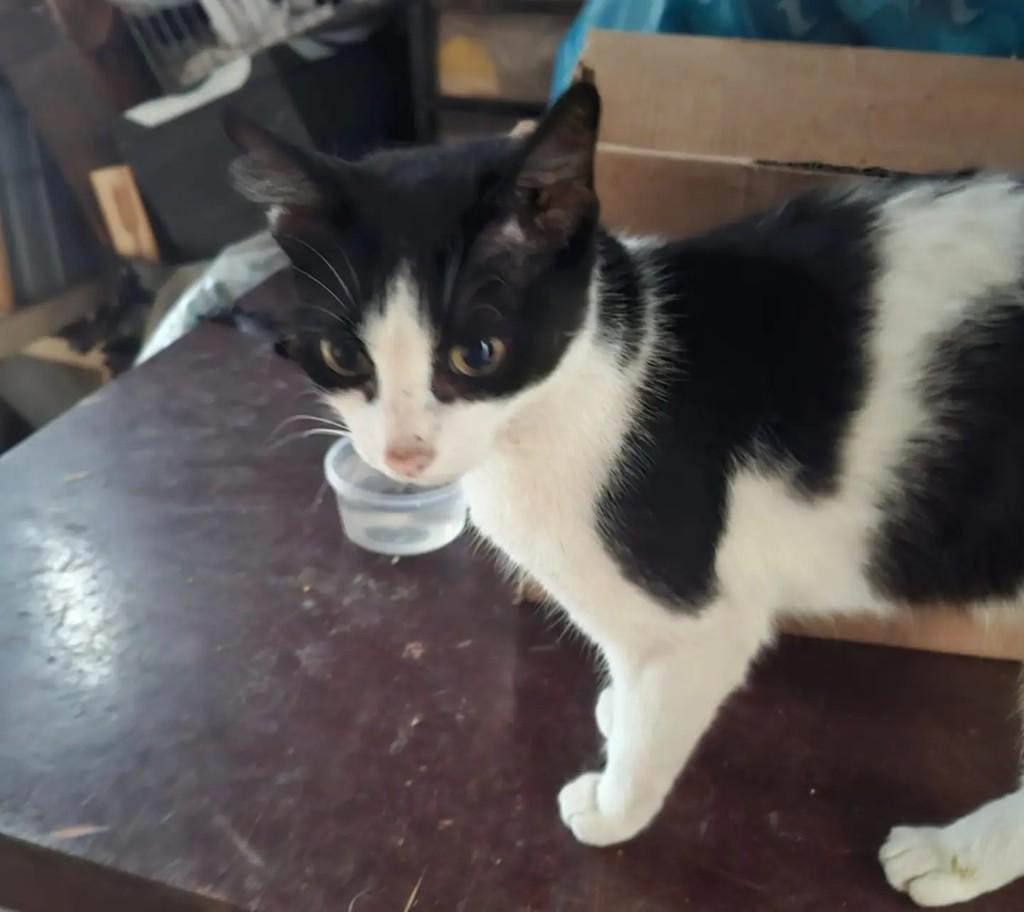 Princesa Frajolinha, gata de porte médio para adoção em Taubaté - SP — foto 3 de 6