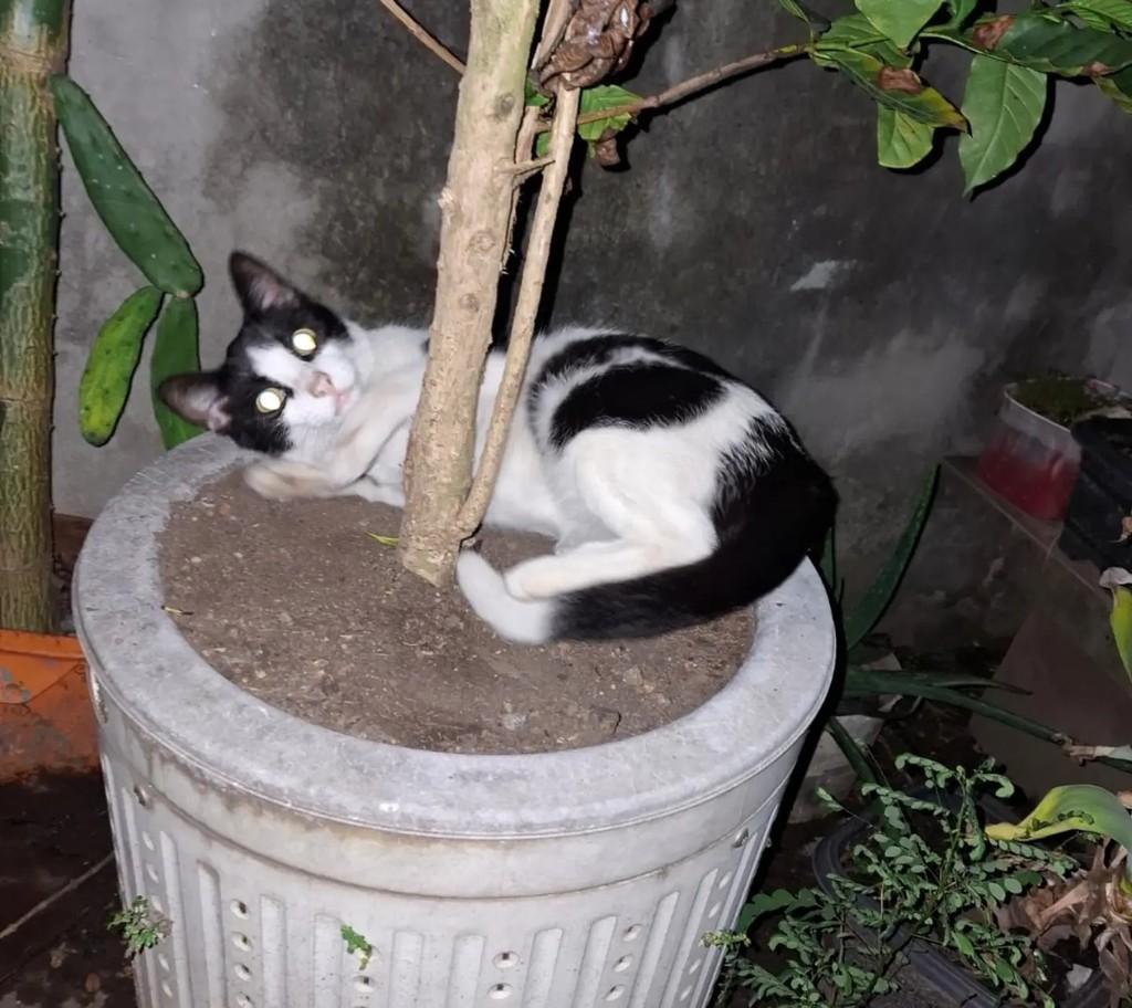 Princesa Frajolinha, gata de porte médio para adoção em Taubaté - SP — foto 4 de 6