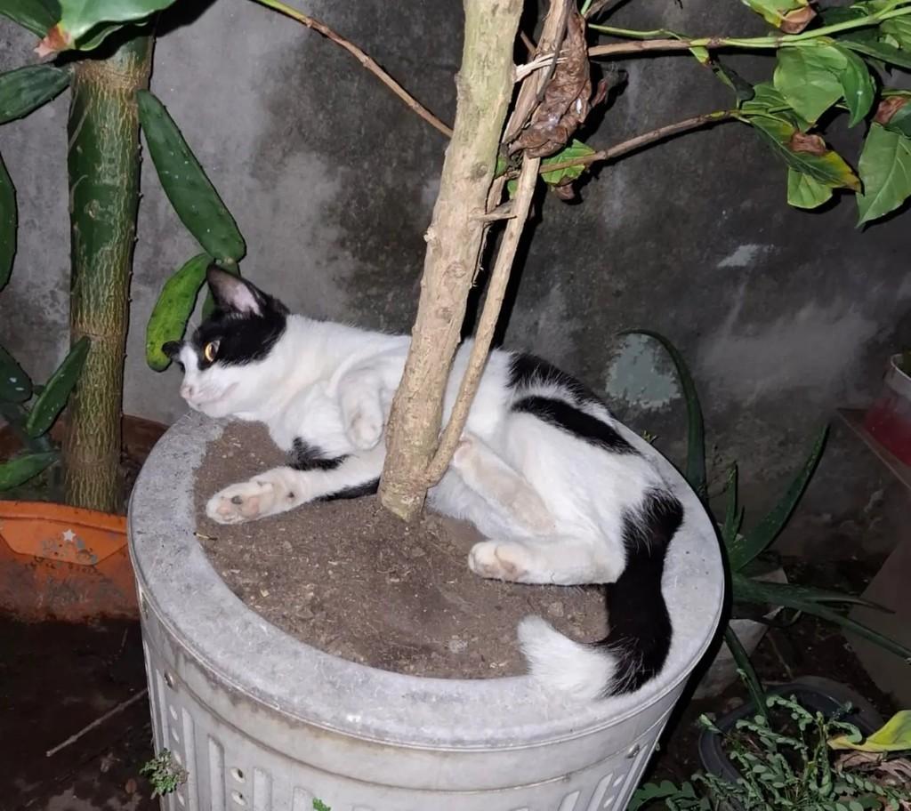 Princesa Frajolinha, gata de porte médio para adoção em Taubaté - SP — foto 5 de 6