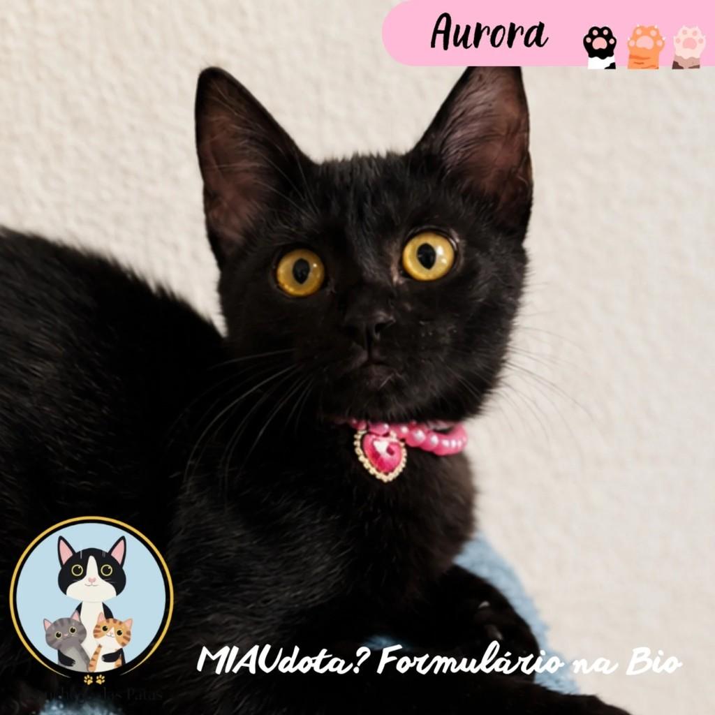 Aurora, gato de porte pequeno para adoção em Campinas - SP