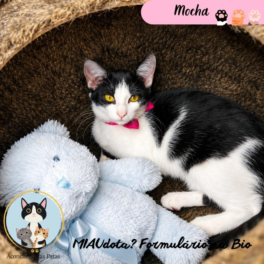 Mocha, gato de porte pequeno para adoção em Campinas - SP