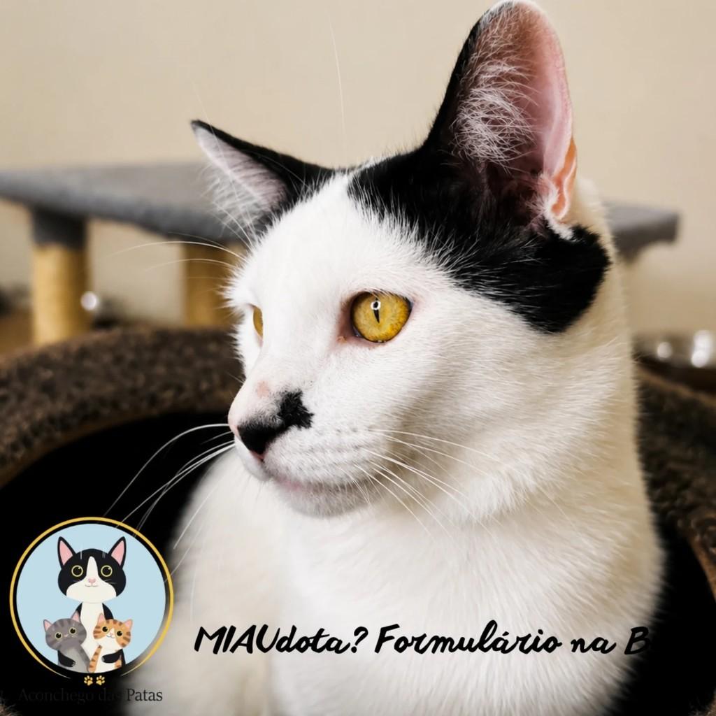 Sheldon, gato para adoção em Campinas - SP