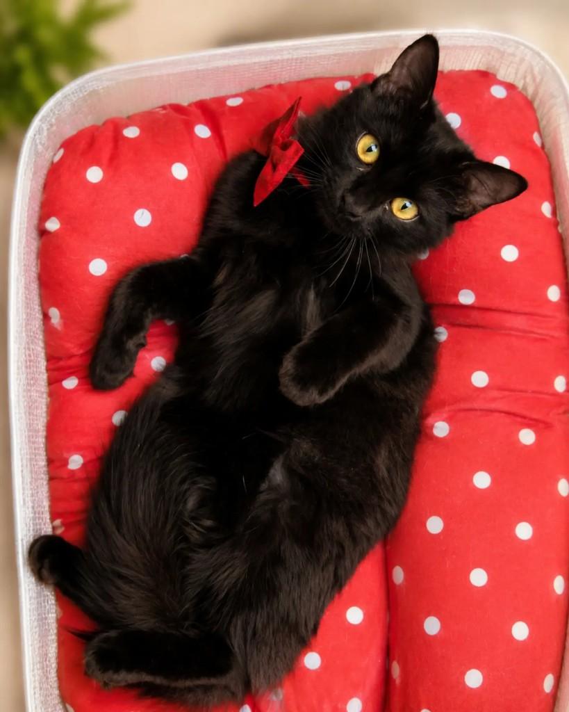 Ícaro, gato de porte pequeno para adoção em Jundiaí - SP