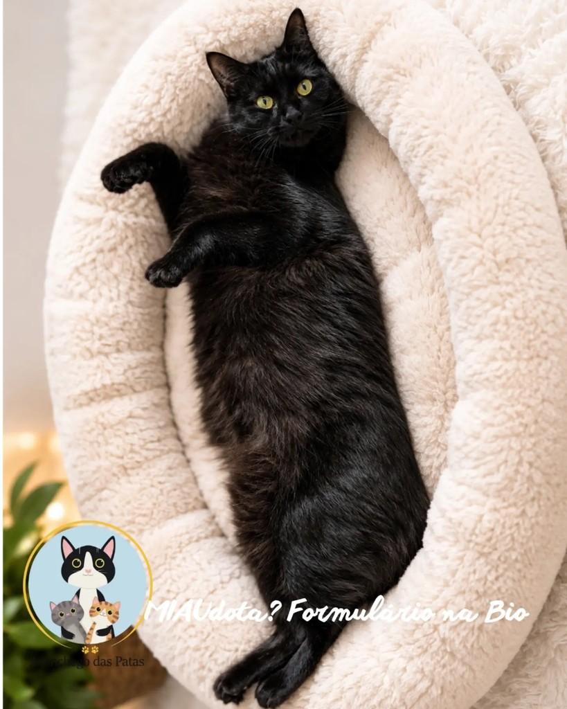 Tobias, gato de porte médio para adoção em Campinas - SP