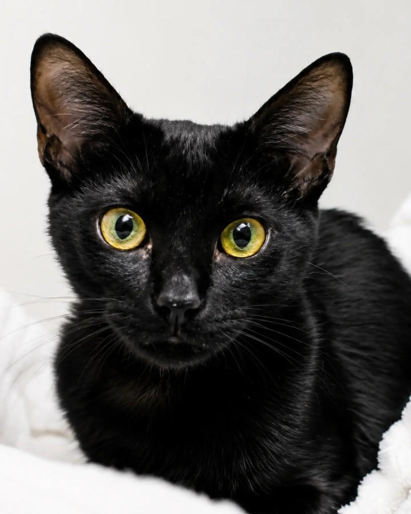 Expresso, gato de porte pequeno para adoção em Campinas - SP