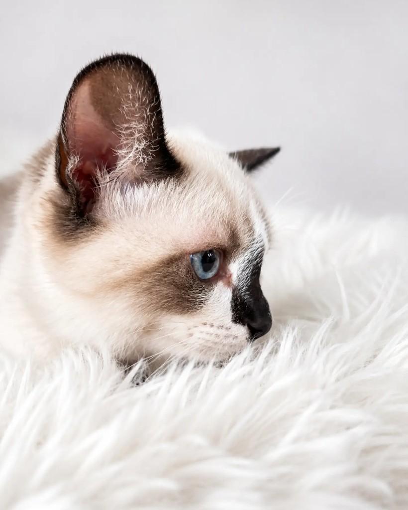 Sonhador, gato de porte pequeno para adoção em Campinas - SP