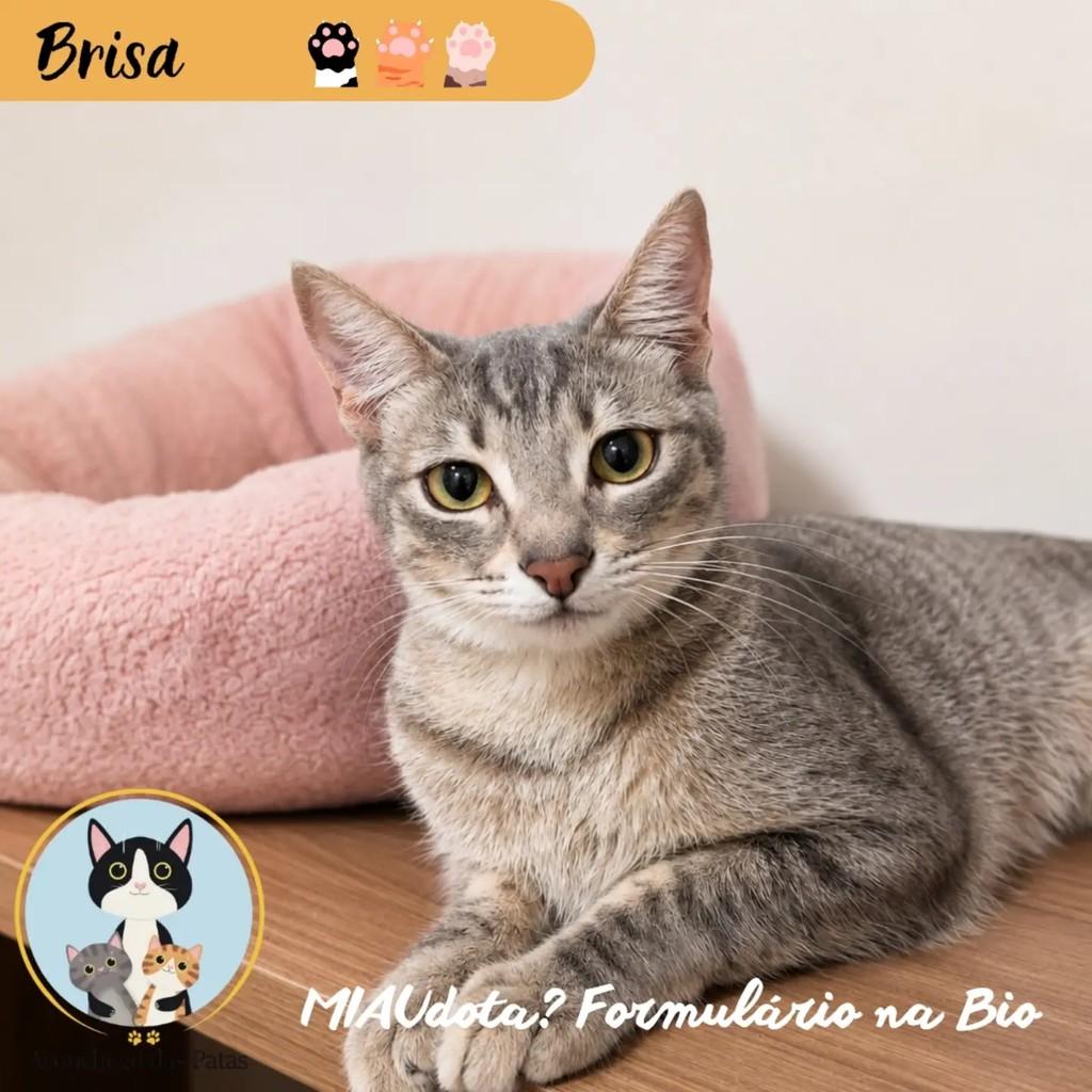 Brisa, gato de porte pequeno para adoção em Campinas - SP