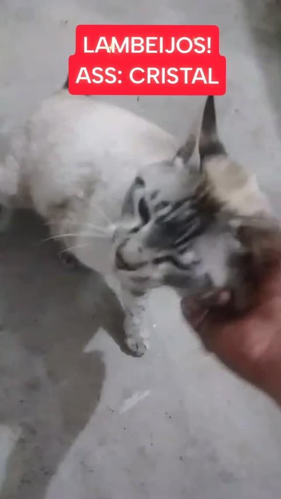 Cristal, gata de porte médio para adoção em São Paulo - SP