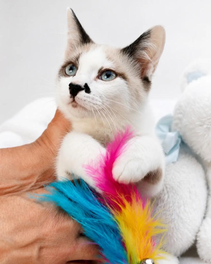 Ternura, gato de porte pequeno para adoção em Campinas - SP