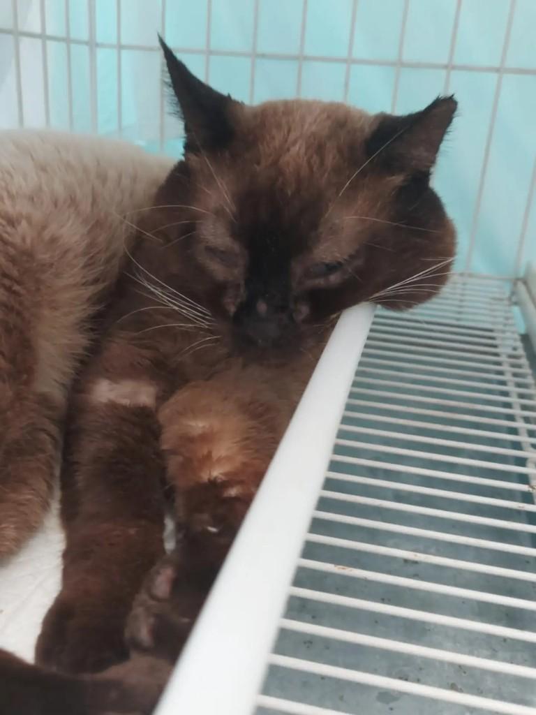 Gabriel, gato de porte pequeno para adoção em Campinas - SP