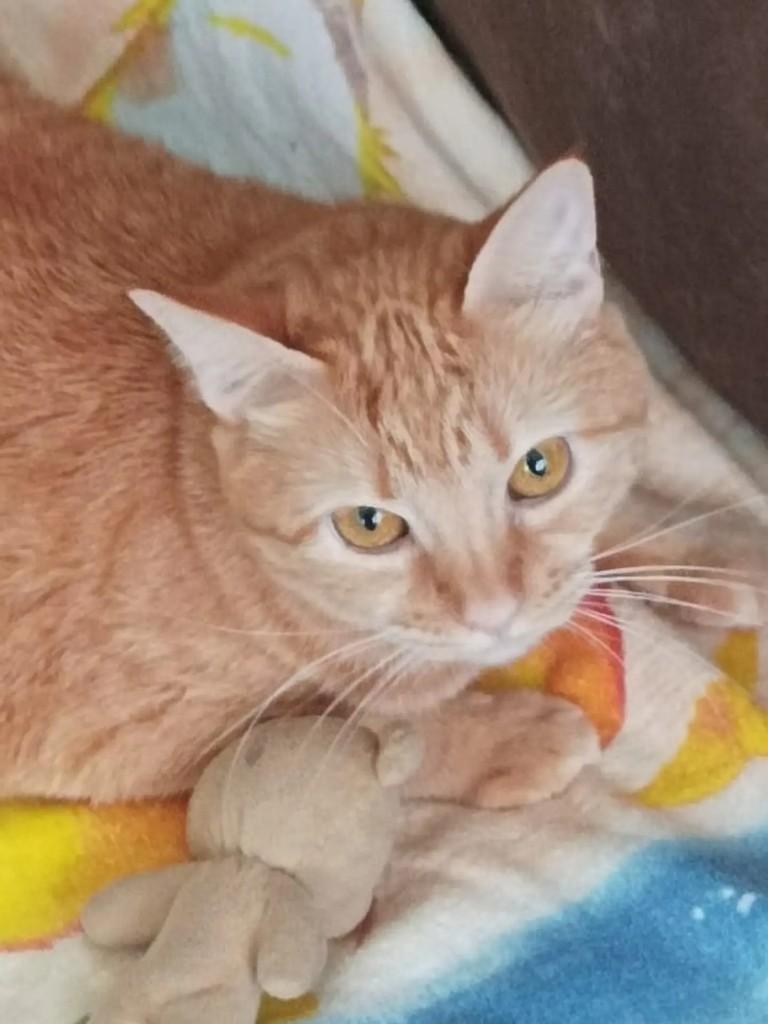 Clarinha, gata de porte pequeno para adoção em Campinas - SP