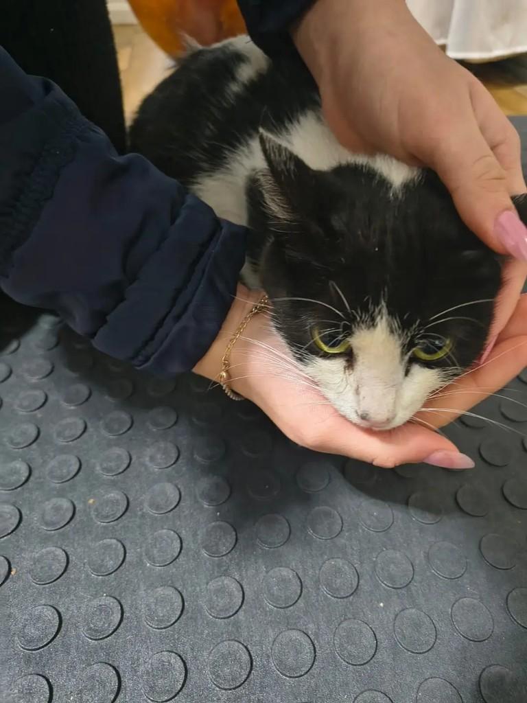 Frajola, gata de porte pequeno para adoção em São Borja - RS