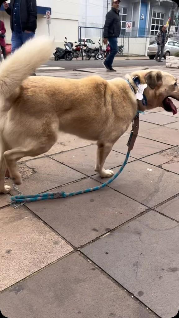 Perninha, cachorro de porte médio para adoção em Santiago - RS