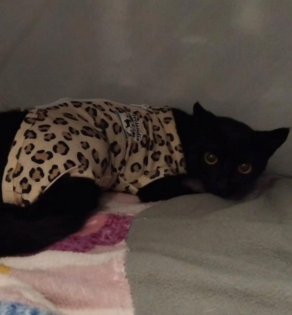 Pretinha, gato de porte pequeno para adoção em Caxias do Sul - RS