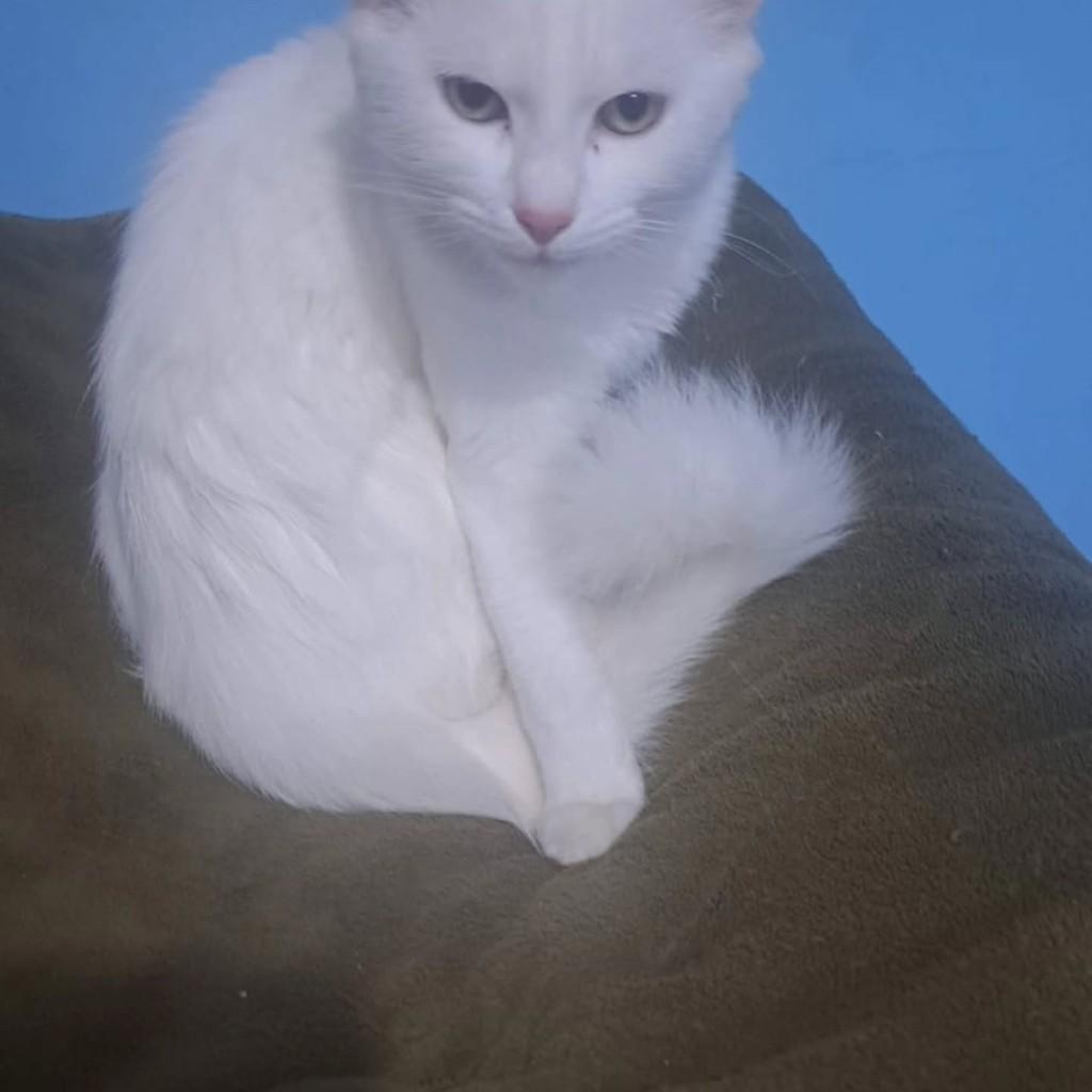 Lisi, gato de porte médio para adoção em Caxias do Sul - RS