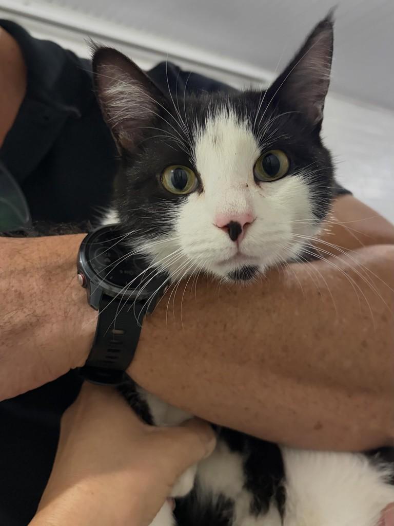 Liz, gata de porte pequeno para adoção em Caxias do Sul - RS