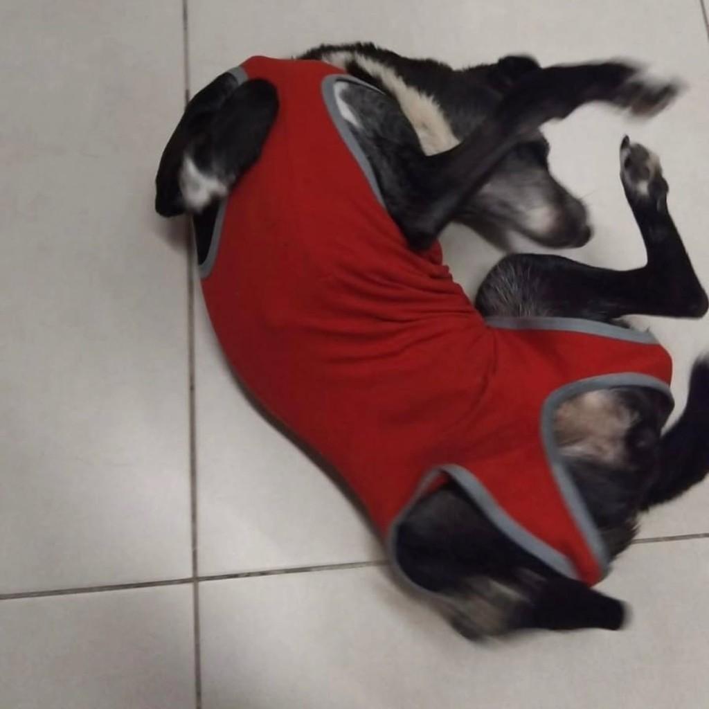 Belinha, cachorro de porte pequeno para adoção em Caxias do Sul - RS