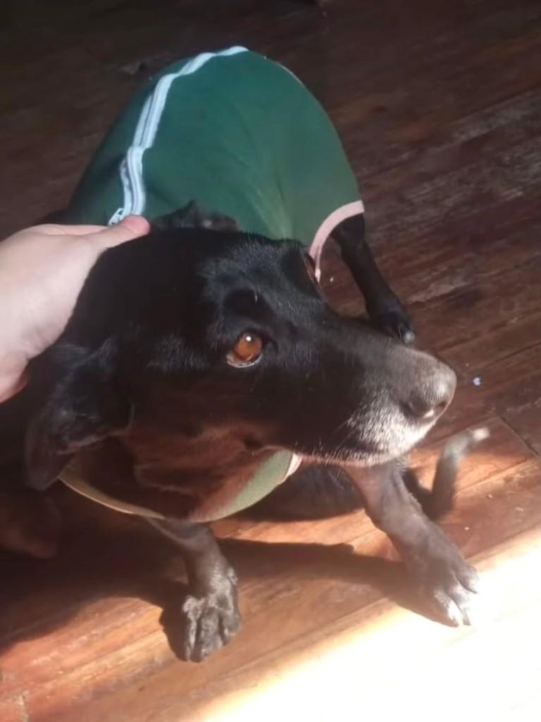 Meg, cadela de porte pequeno para adoção em Caxias do Sul - RS