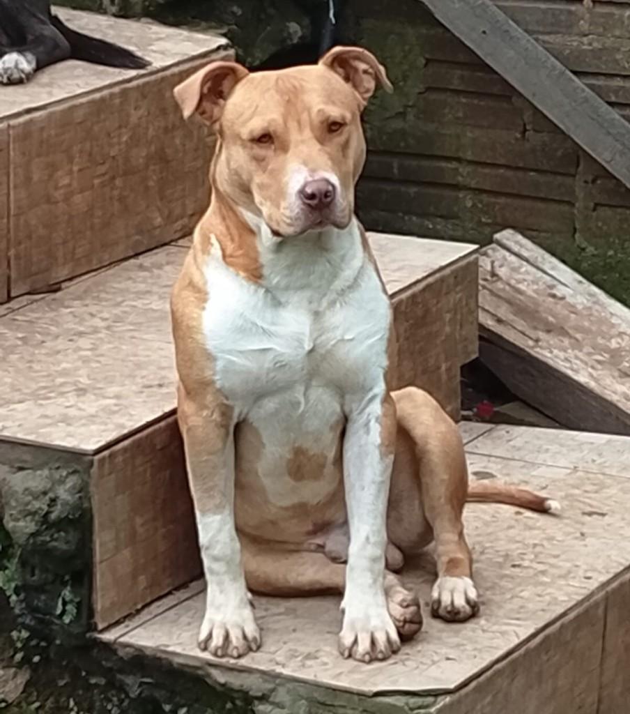Max, cachorro de porte médio para adoção em Caxias do Sul - RS