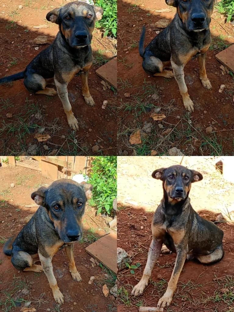 Meninão, cachorro de porte médio para adoção em Chopinzinho - PR