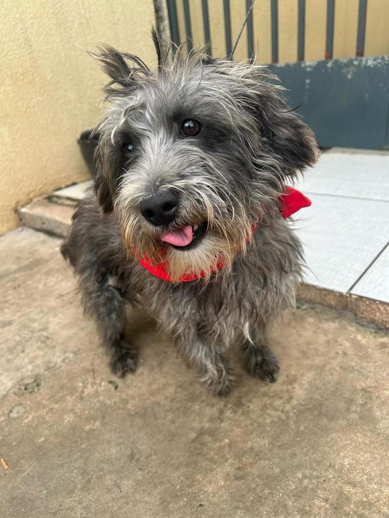 Fiapo, cachorro de porte pequeno para adoção em Chopinzinho - PR