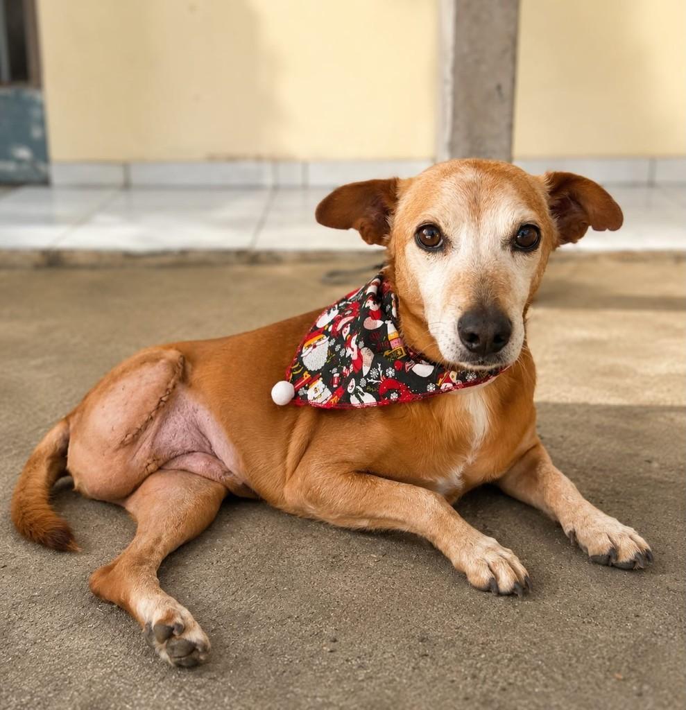 Perninha, cadela de porte pequeno para adoção em Chopinzinho - PR
