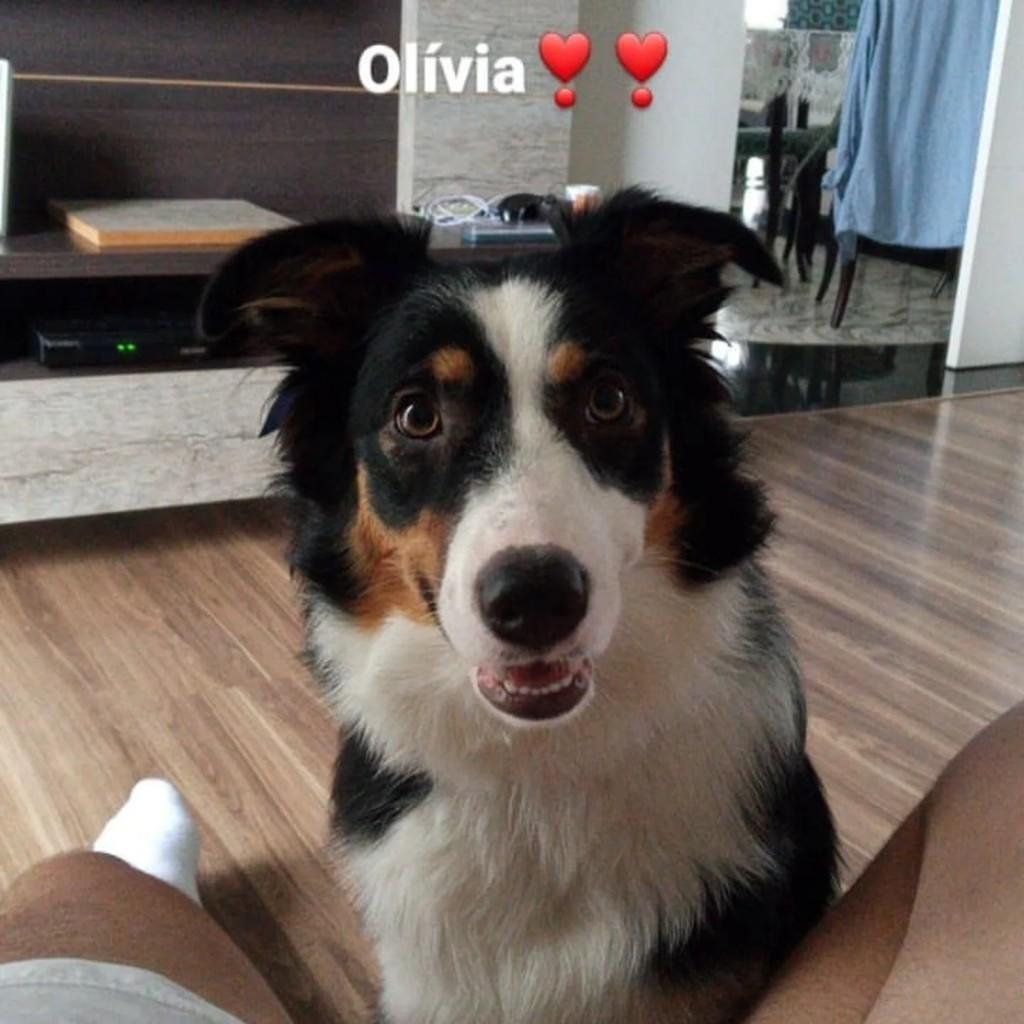 Olívia, cadela de porte médio para adoção em Chopinzinho - PR