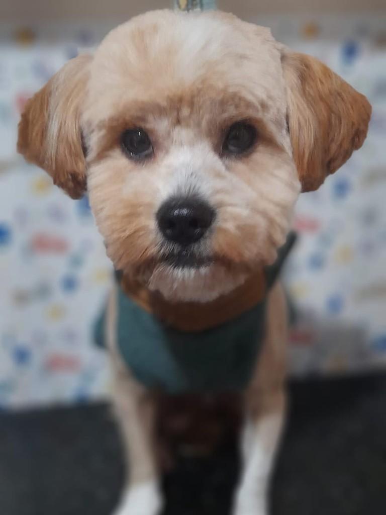 Príncipe, cachorro de porte pequeno para adoção em Chopinzinho - PR