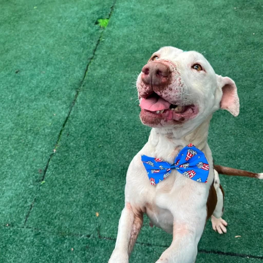 Chico, cachorro de porte médio para adoção em Francisco Beltrão - PR