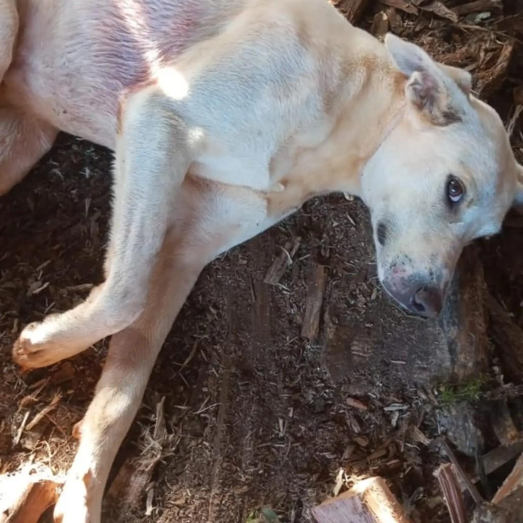 Zé da Pata, cachorro de porte médio para adoção em Chopinzinho - PR