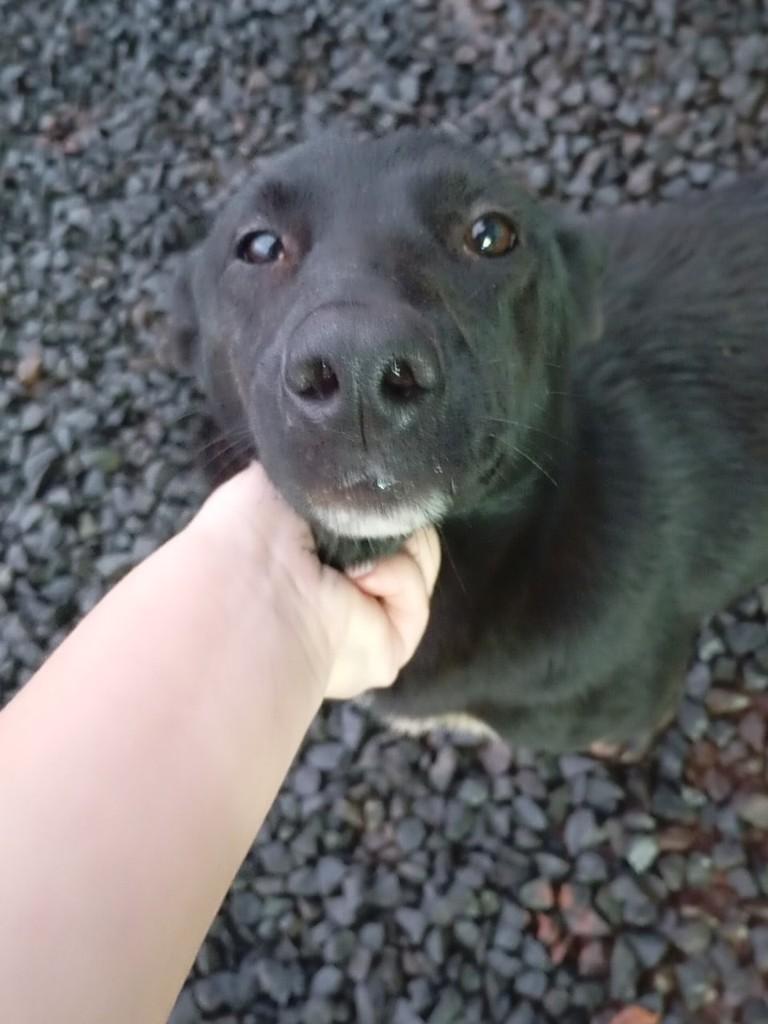 Princesa, cadela de porte pequeno para adoção em Chopinzinho - PR